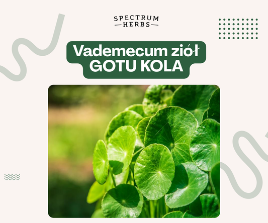 Gotu Kola - trawa mądrości na pamięć, koncentrację i piękną skórę