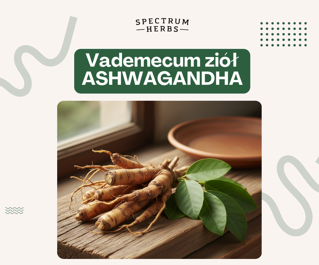 Ashwagandha - Kompletny przewodnik naukowy: działanie, dawkowanie i zastosowania