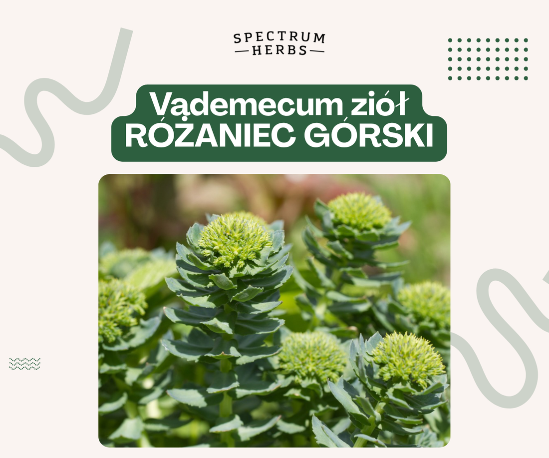 Różeniec górski - złoty korzeń na energię, wytrzymałość i odporność na stres