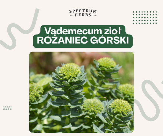 Różeniec górski - złoty korzeń na energię, wytrzymałość i odporność na stres