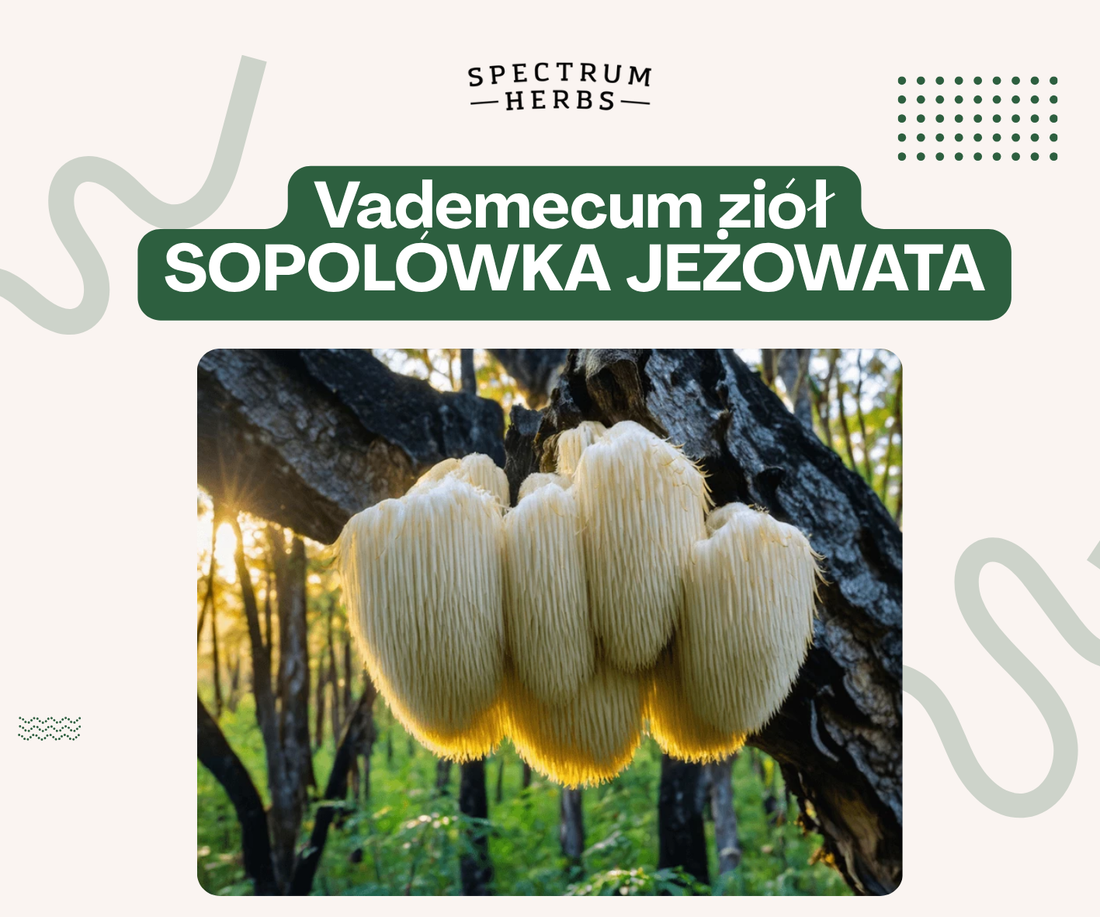 Soplówka jeżowata - grzyb lwa na pamięć, koncentrację i zdrowie mózgu