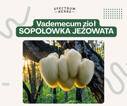 Soplówka jeżowata - grzyb lwa na pamięć, koncentrację i zdrowie mózgu
