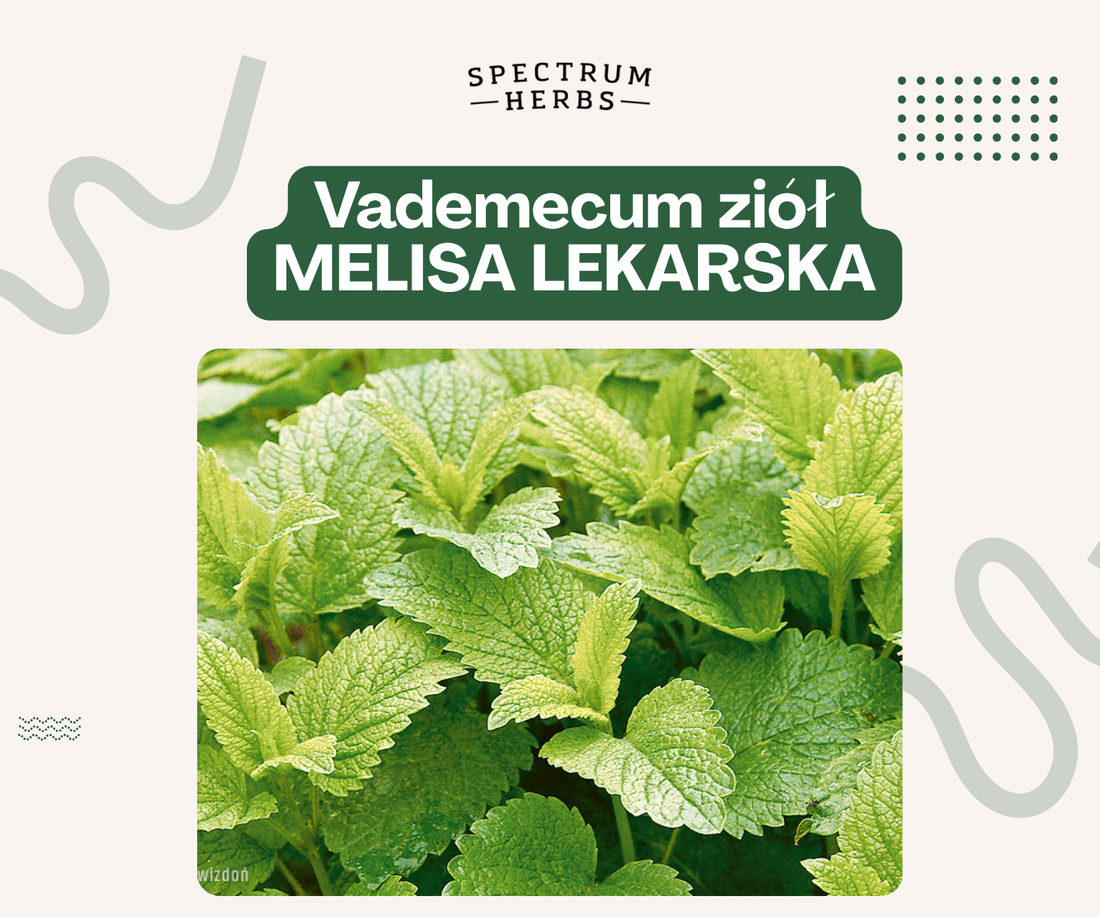 Melisa lekarska - cytrynowe zioło na spokój, sen i zdrowe nerwy