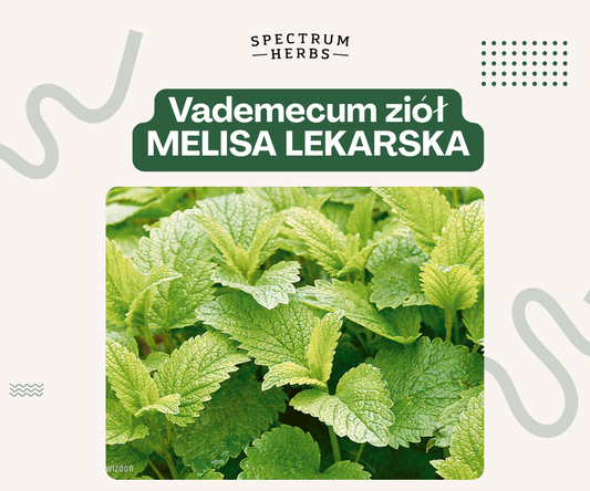 Melisa lekarska - cytrynowe zioło na spokój, sen i zdrowe nerwy