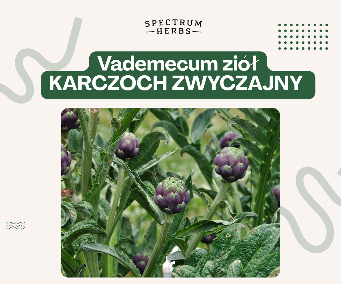 Karczoch - śródziemnomorski skarb dla wątroby, trawienia i detoksu