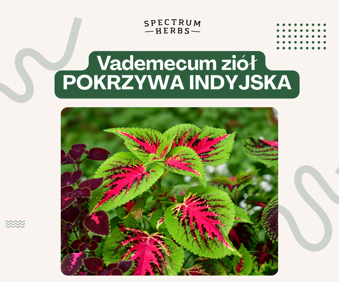 Pokrzywa indyjska - ajurwedyjski sekret zdrowego metabolizmu i odchudzania