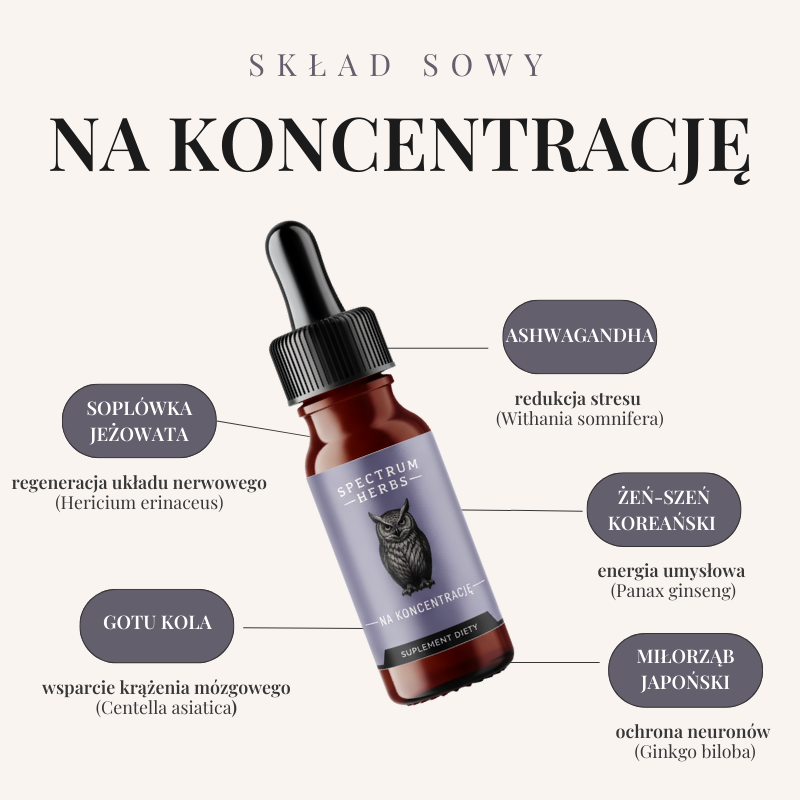 Sowa na Koncentrację