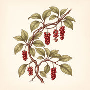 Cytryniec chiński