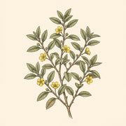 Damiana