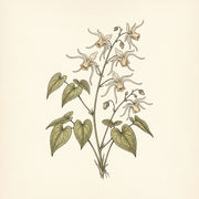 Epimedium wielkokwiatowe