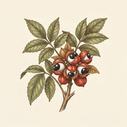 Guarana