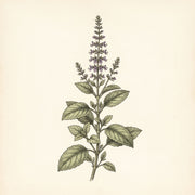 Tulsi — bazylia azjatycka